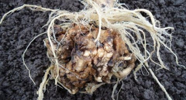 Nejúčinnější metody, jak se vypořádat s kýlem na zelí